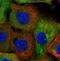 Neutral cholesterol ester hydrolase 1 antibody, NBP1-90294, Novus Biologicals, Immunocytochemistry image 