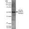 Gamma-Aminobutyric Acid Type A Receptor Alpha2 Subunit antibody, MA5-27702, Invitrogen Antibodies, Western Blot image 