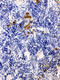 Leupaxin antibody, LS-C313296, Lifespan Biosciences, Immunohistochemistry paraffin image 