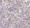 Autophagy Related 5 antibody, GTX31372, GeneTex, Immunohistochemistry paraffin image 