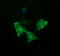 B And T Lymphocyte Associated antibody, LS-C787807, Lifespan Biosciences, Immunofluorescence image 