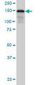 Scaffold Attachment Factor B2 antibody, LS-B4411, Lifespan Biosciences, Western Blot image 