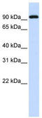 Bromodomain Containing 3 antibody, TA335661, Origene, Western Blot image 