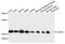 Cytochrome C Oxidase Subunit 4I1 antibody, STJ112137, St John