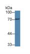 Peptidyl Arginine Deiminase 3 antibody, abx132021, Abbexa, Western Blot image 