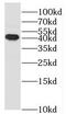 Mitogen-Activated Protein Kinase 13 antibody, FNab07598, FineTest, Western Blot image 