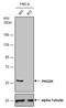 Phosphoglycerate Dehydrogenase antibody, NBP1-32201, Novus Biologicals, Western Blot image 