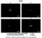 Growth Arrest Specific 8 antibody, PA5-43123, Invitrogen Antibodies, Immunohistochemistry frozen image 