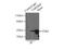 TAR DNA Binding Protein antibody, GTX30809, GeneTex, Immunoprecipitation image 
