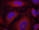 Synaptotagmin 1 antibody, abx000506, Abbexa, Western Blot image 