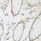Peter Pan Homolog antibody, 22-900, ProSci, Immunohistochemistry frozen image 