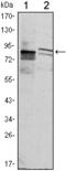Kelch Like Family Member 11 antibody, STJ98200, St John