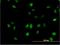 Mediator Complex Subunit 21 antibody, H00009412-M08, Novus Biologicals, Immunofluorescence image 