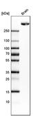 Protein Tyrosine Phosphatase Receptor Type Z1 antibody, PA5-53280, Invitrogen Antibodies, Western Blot image 