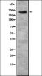 TRMP7 antibody, orb336600, Biorbyt, Western Blot image 