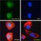 BAF Chromatin Remodeling Complex Subunit BCL7A antibody, PA5-17933, Invitrogen Antibodies, Immunofluorescence image 