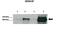 Semaphorin 3F antibody, ARP56569_P050, Aviva Systems Biology, Western Blot image 