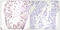 Histone Deacetylase 6 antibody, LS-C199044, Lifespan Biosciences, Immunohistochemistry frozen image 