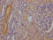 Retinol Binding Protein 4 antibody, CSB-RA784971A0HU, Cusabio, Immunohistochemistry paraffin image 