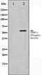 G3BP Stress Granule Assembly Factor 1 antibody, orb106238, Biorbyt, Western Blot image 