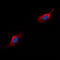 Complement C5a Receptor 1 antibody, LS-C358932, Lifespan Biosciences, Immunofluorescence image 