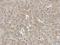 ATRX Chromatin Remodeler antibody, orb402970, Biorbyt, Immunohistochemistry paraffin image 