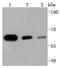 Histone Deacetylase 1 antibody, NBP2-67389, Novus Biologicals, Western Blot image 