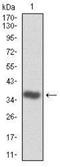 Cyclin Dependent Kinase 2 antibody, NBP2-37507, Novus Biologicals, Western Blot image 