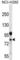 DEAD-Box Helicase 3 Y-Linked antibody, abx027016, Abbexa, Western Blot image 
