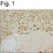 Basic Helix-Loop-Helix Family Member A15 antibody, MA1-517, Invitrogen Antibodies, Immunohistochemistry frozen image 