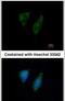 Death Associated Protein 3 antibody, PA5-29851, Invitrogen Antibodies, Immunofluorescence image 