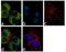 Calbindin 1 antibody, 711443, Invitrogen Antibodies, Immunofluorescence image 