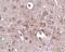 Protocadherin 18 antibody, PA5-20704, Invitrogen Antibodies, Immunohistochemistry paraffin image 