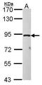 Taste 1 Receptor Member 1 antibody, GTX116068, GeneTex, Western Blot image 