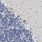 TWIST Neighbor antibody, HPA019071, Atlas Antibodies, Immunohistochemistry paraffin image 