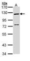 Methionyl-TRNA Synthetase antibody, PA5-29056, Invitrogen Antibodies, Western Blot image 