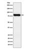 Immunoglobulin Heavy Constant Delta antibody, M05183, Boster Biological Technology, Western Blot image 