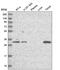 Protein downstream neighbor of Son antibody, HPA039558, Atlas Antibodies, Western Blot image 