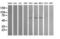 Aldehyde Dehydrogenase 1 Family Member A3 antibody, TA502805S, Origene, Western Blot image 