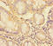 Synapsin I antibody, A54720-100, Epigentek, Immunohistochemistry paraffin image 