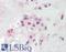 PON2 antibody, LS-B8315, Lifespan Biosciences, Immunohistochemistry frozen image 