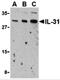 Interleukin 31 antibody, 3745, ProSci Inc, Western Blot image 