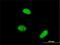 Akirin 2 antibody, H00055122-M01, Novus Biologicals, Immunocytochemistry image 