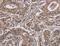 Importin 8 antibody, MBS2524015, MyBioSource, Immunohistochemistry paraffin image 