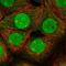 GON7 Subunit Of KEOPS Complex antibody, NBP2-14376, Novus Biologicals, Immunofluorescence image 