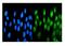Activating Transcription Factor 1 antibody, M01600-1, Boster Biological Technology, Immunofluorescence image 