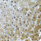 Ring Finger Protein 166 antibody, 23-487, ProSci, Immunohistochemistry frozen image 