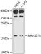 Retrotransposon Gag Like 8A antibody, 18-040, ProSci, Western Blot image 