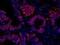 RAN Binding Protein 3 antibody, NB100-74647, Novus Biologicals, Immunofluorescence image 