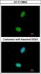 Zinc Finger Protein 408 antibody, GTX116843, GeneTex, Immunofluorescence image 